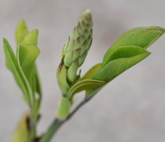 Stem