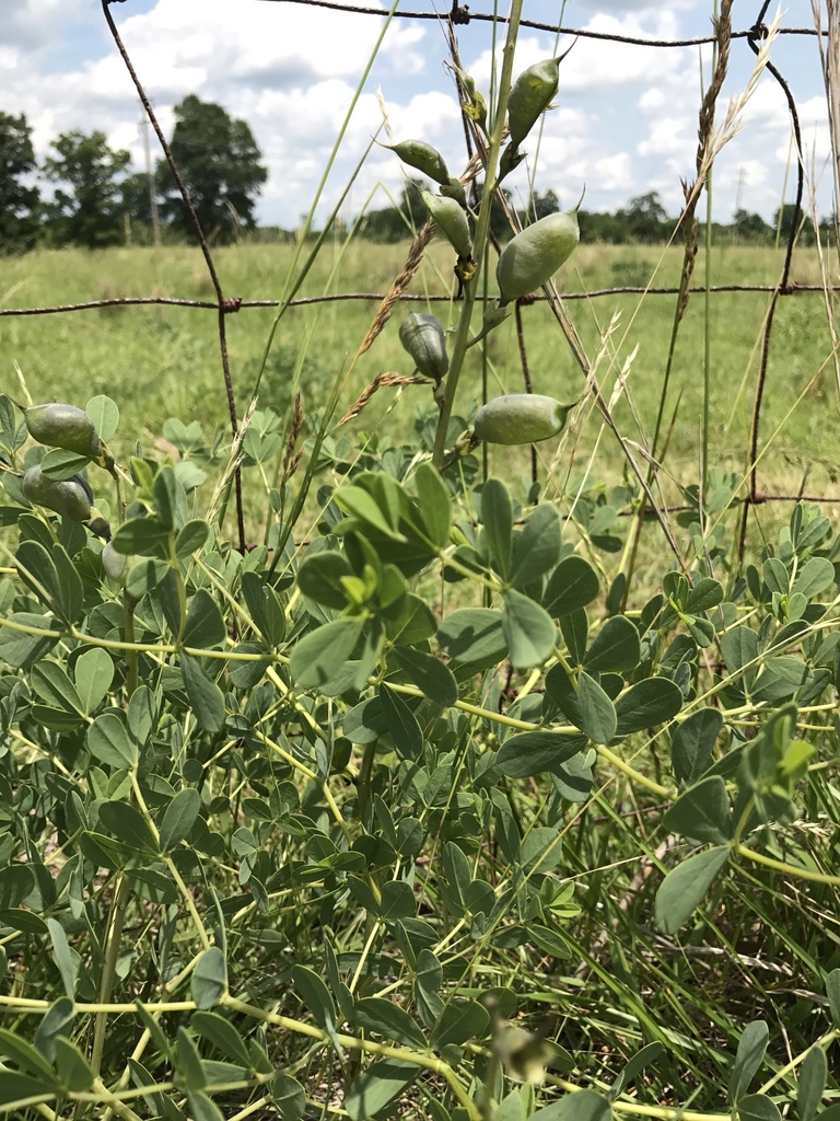 Native habitat