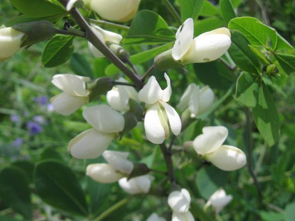 Baptisia alba