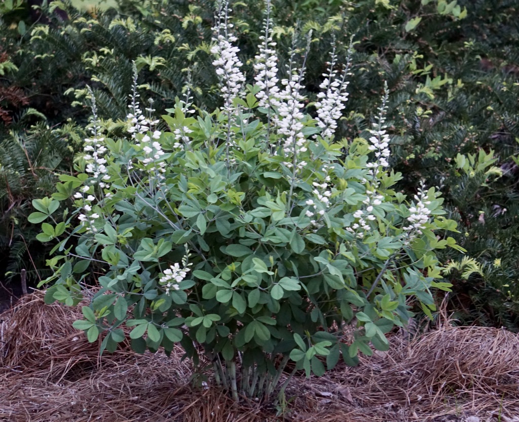 Baptisia alba