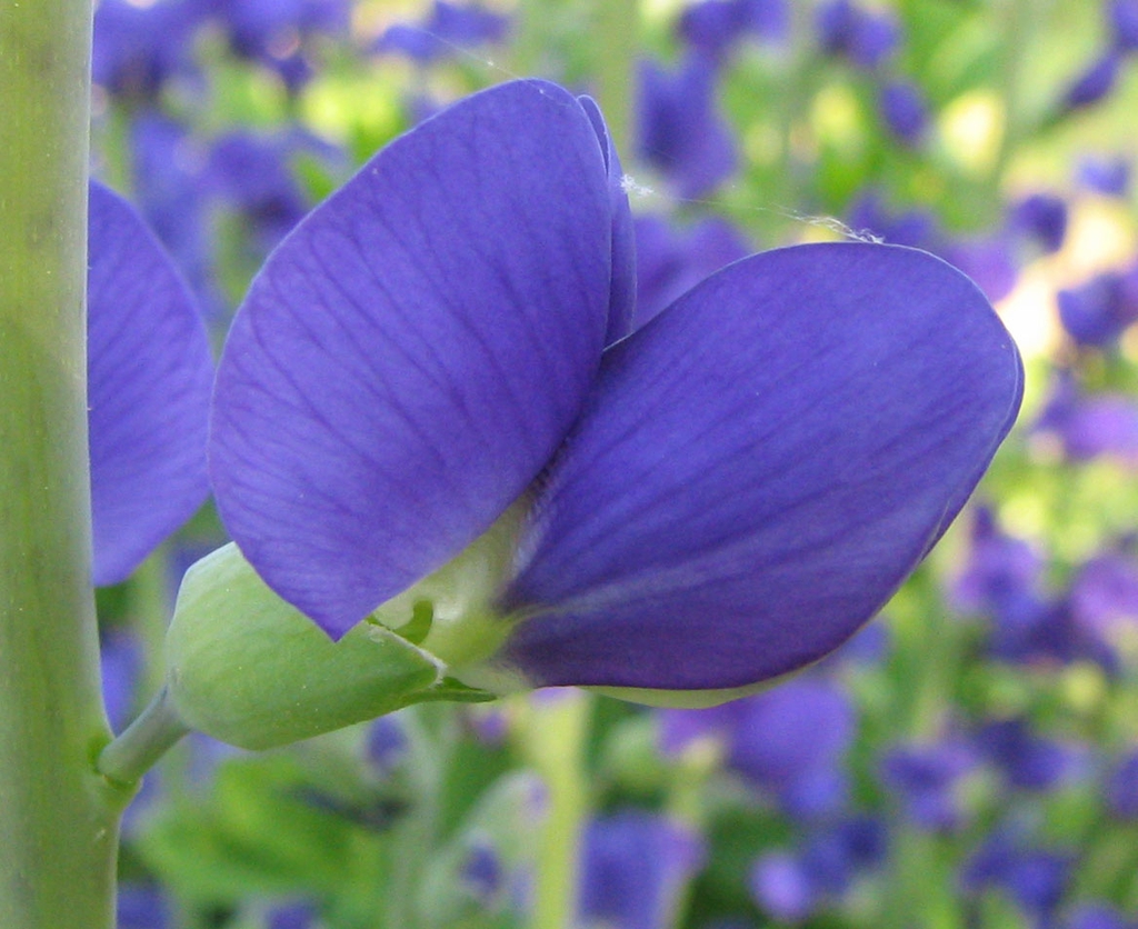 Baptisia australis flower
