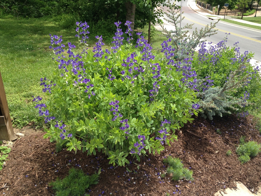 Baptisia australis
