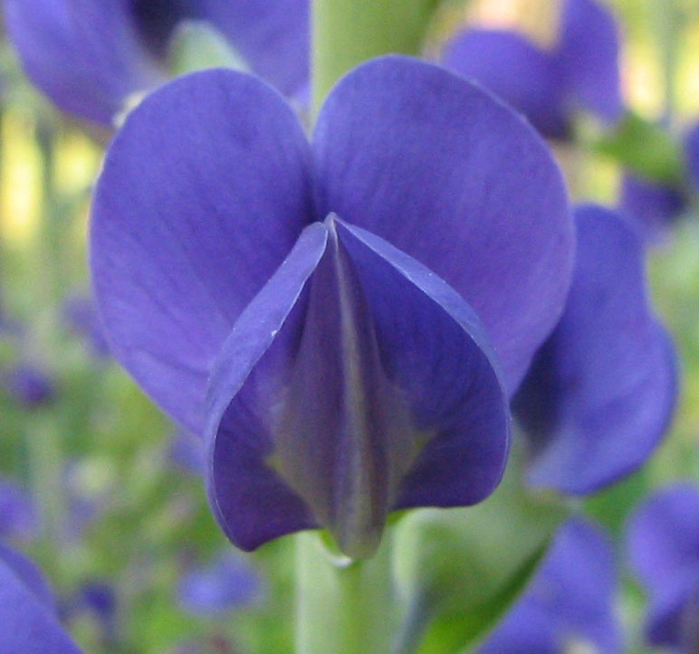 Baptisia australis flower