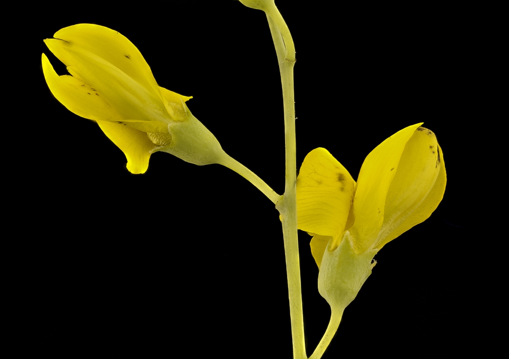 Baptisia tinctoria