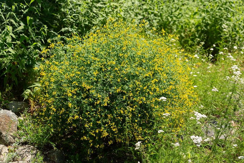 rounded subshrub with fine foliage and 100s of yellow flowers.