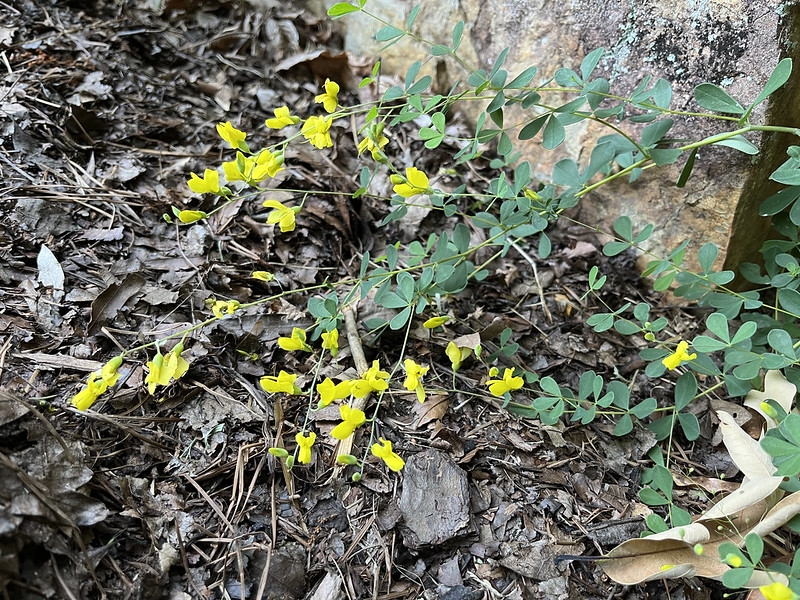 fine foliage and small yellow pea-shaped flowers.