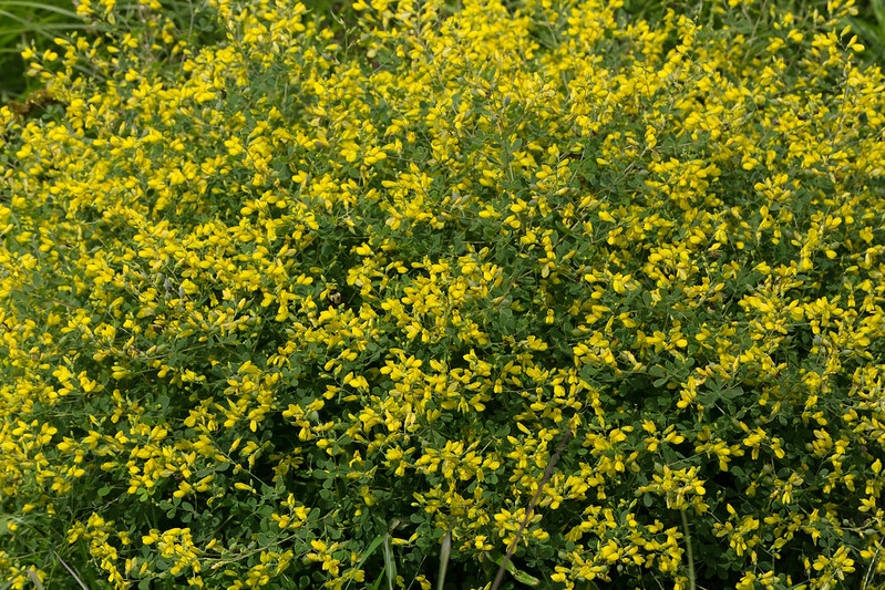 rounded subshrub with fine foliage and 100s of yellow flowers.
