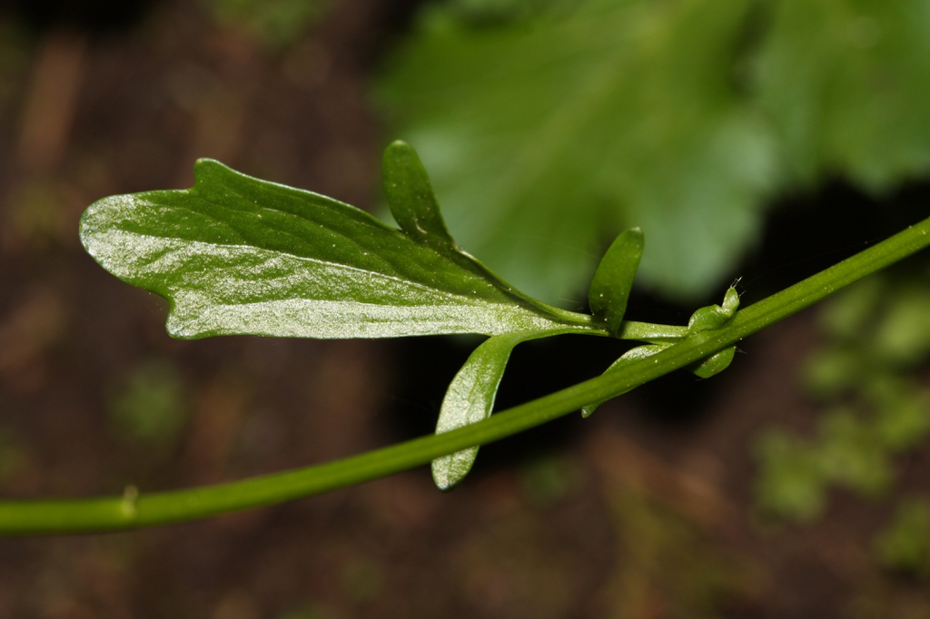 Stem