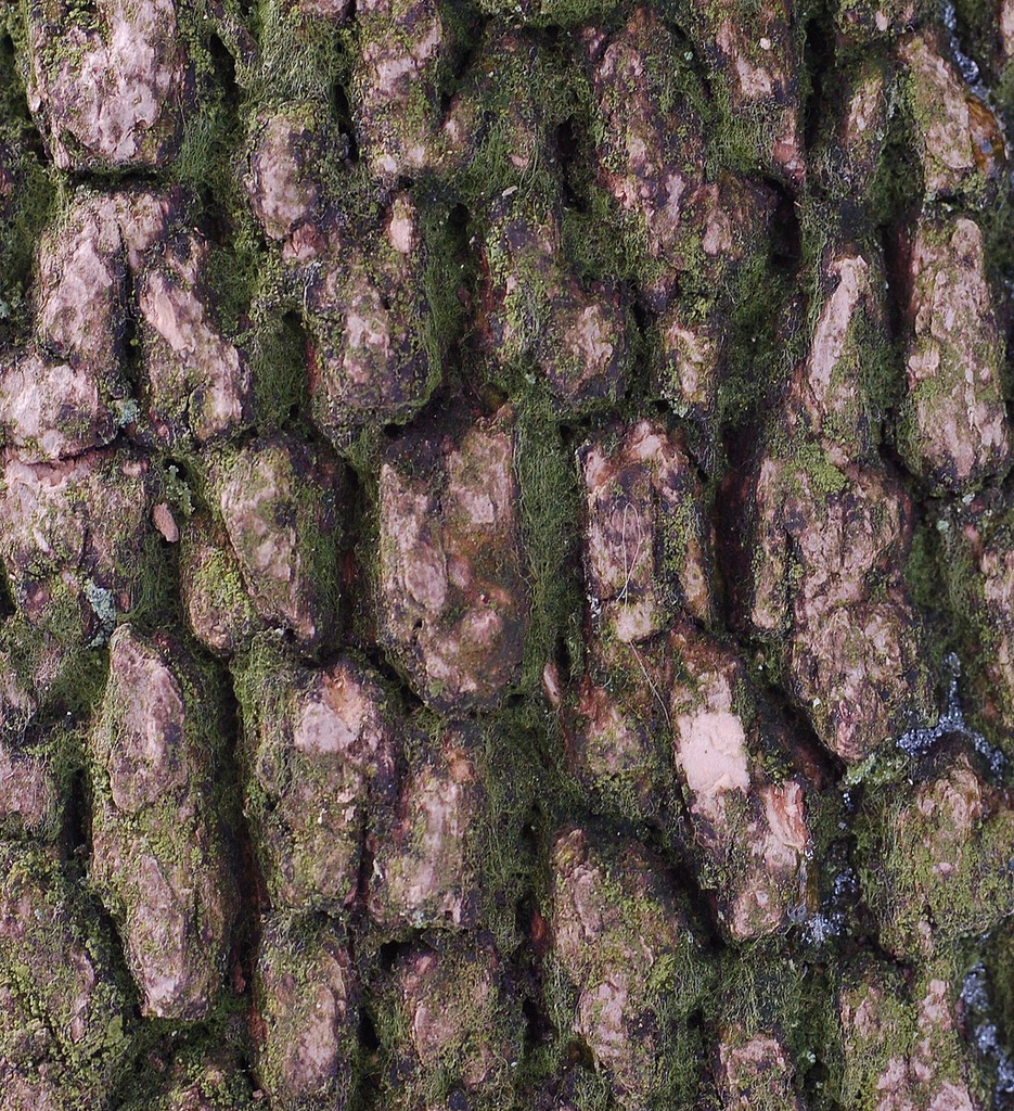 Bark closeup showing light brown bark with green moss edges