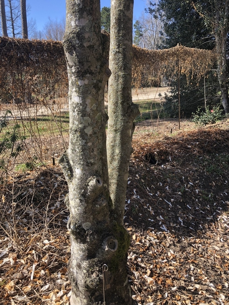 Magnolia kobus Bark in March in Wake County, NC