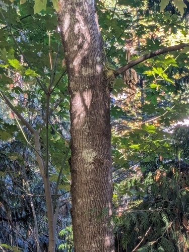 Brown bark longitudinal closely spaced parallel rows of furrows