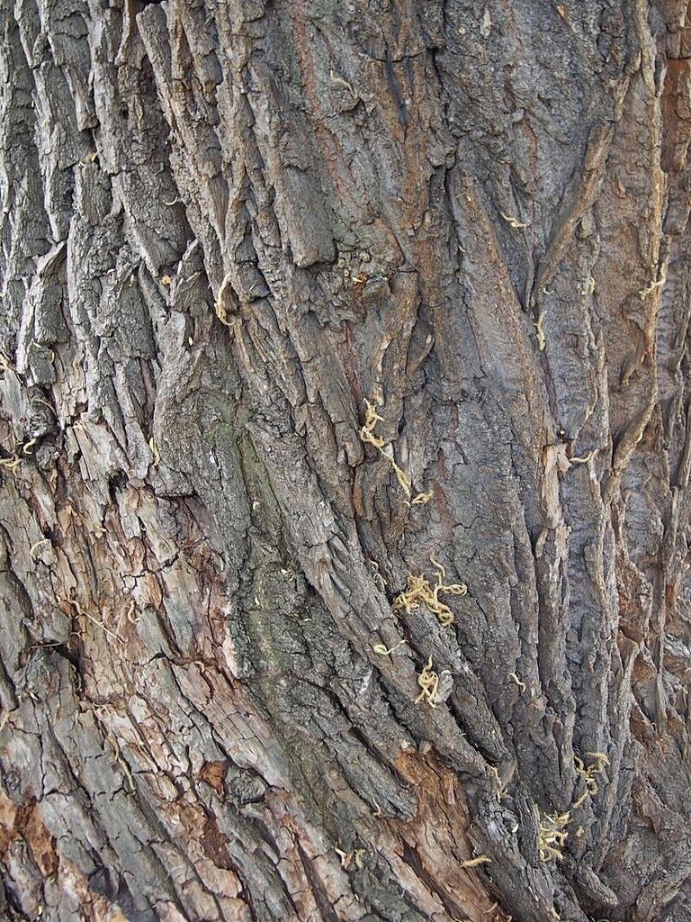 Bark in April in Wroclaw, Poland