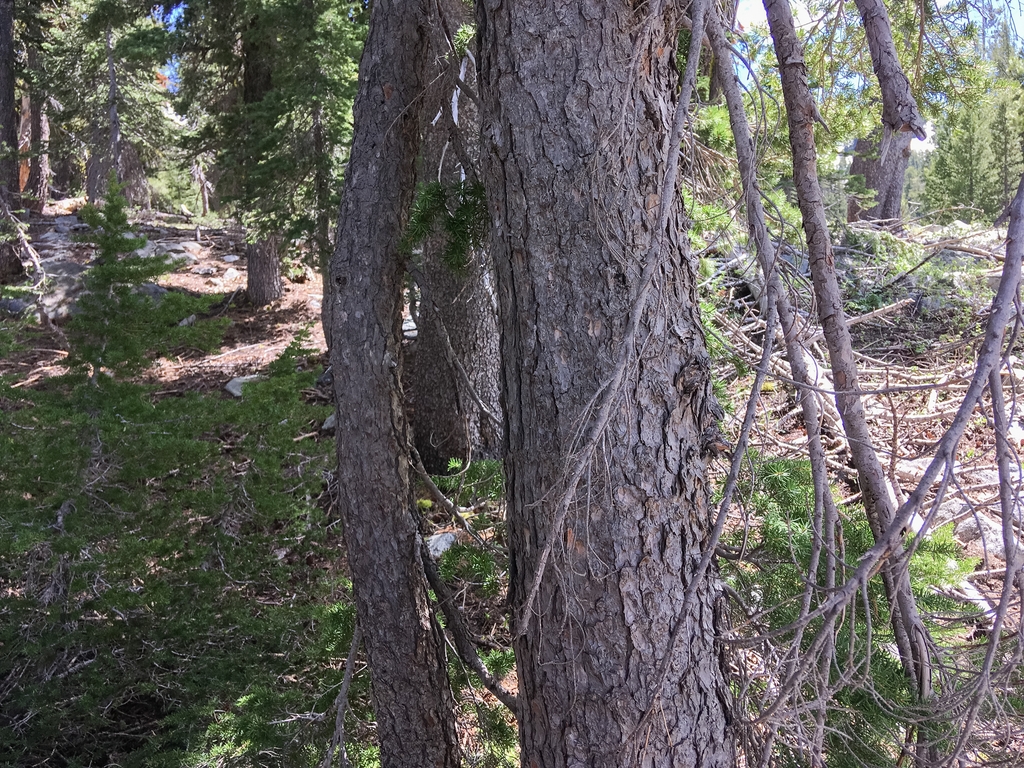 Bark in August in Lane County, Oregon
