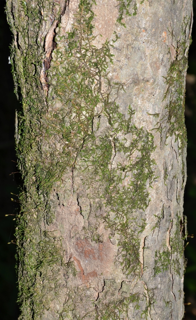 Bark with moss in June in Arkansas County, Arkansas
