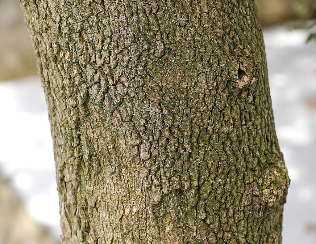 Potion of trunk showing bark characteristics