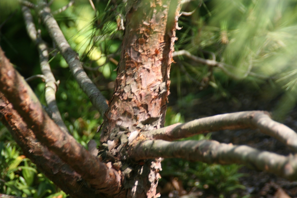 Flaky brown bark on branches in Brookside Gardens, Maryland