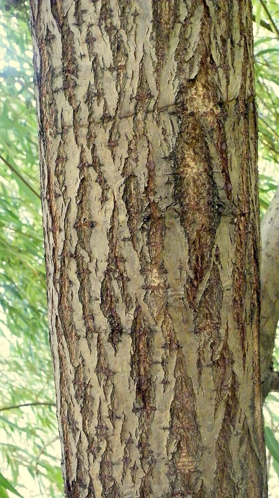 Bark in November in Belgrade, Serbia