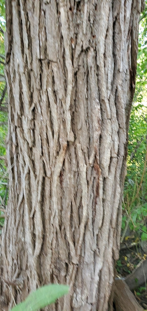 Bark in October in Milwaukee County, Wisconsin