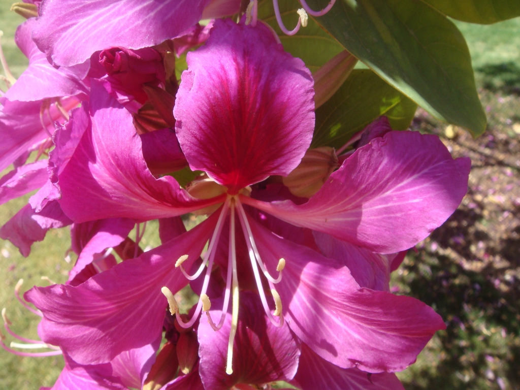 Bauhinia x blakeana flower