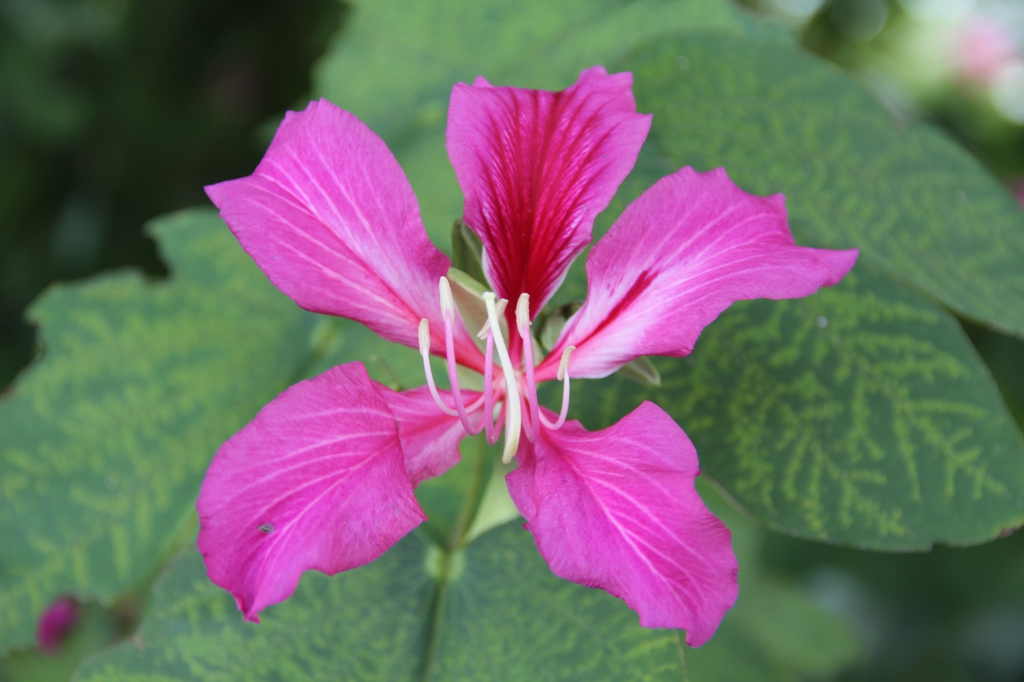 Bauhinia x blakeana