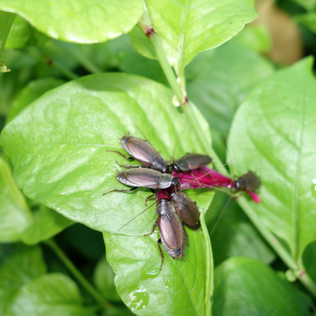Bauhinia x blakeana flower with roaches