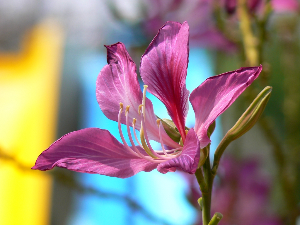Bauhinia x blakeana flower