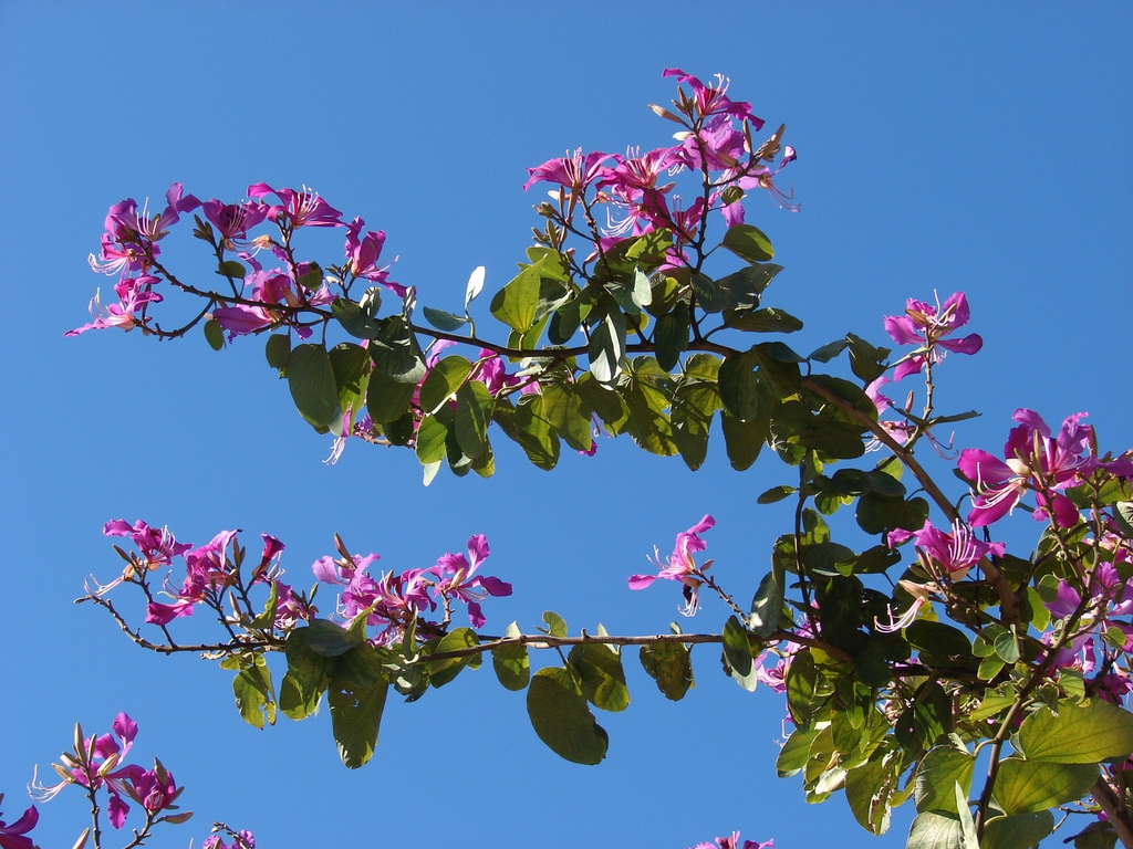 Bauhinia x blakeana