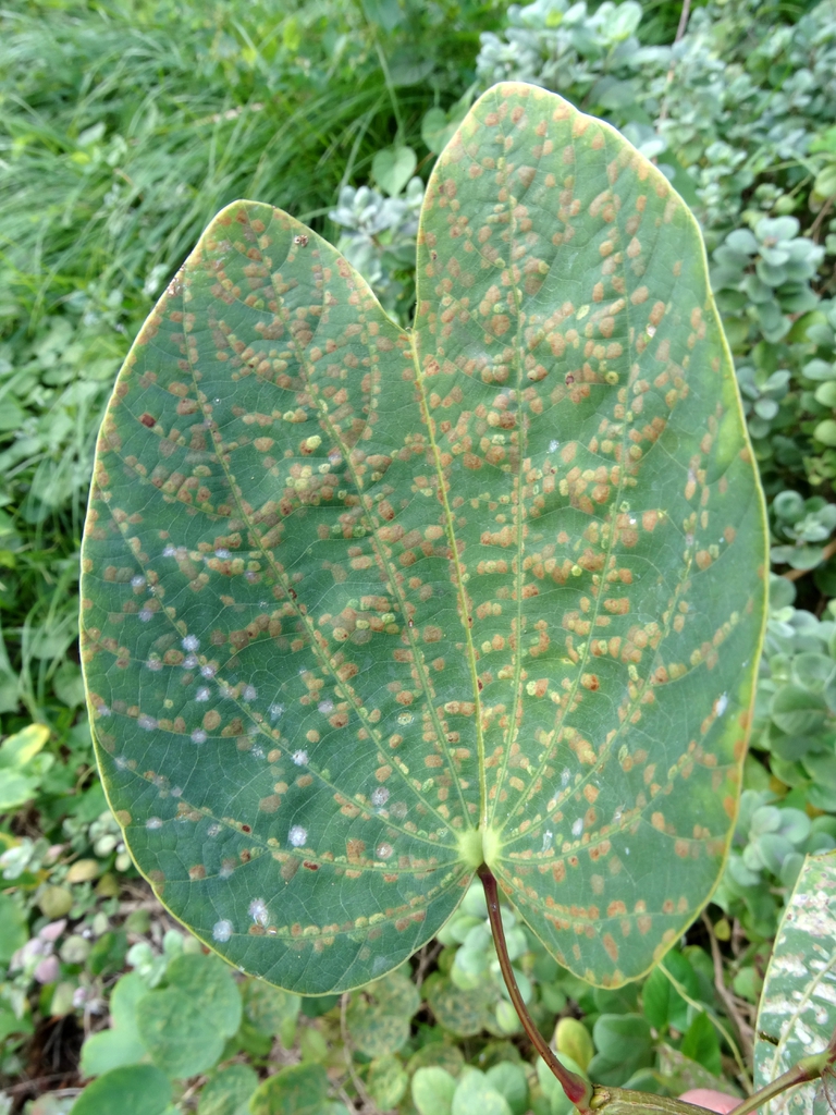 Bauhinia x blakeana