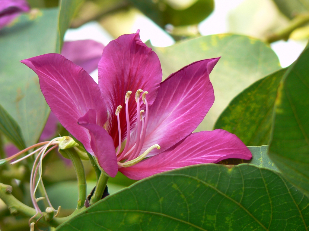 Bauhinia x blakeana