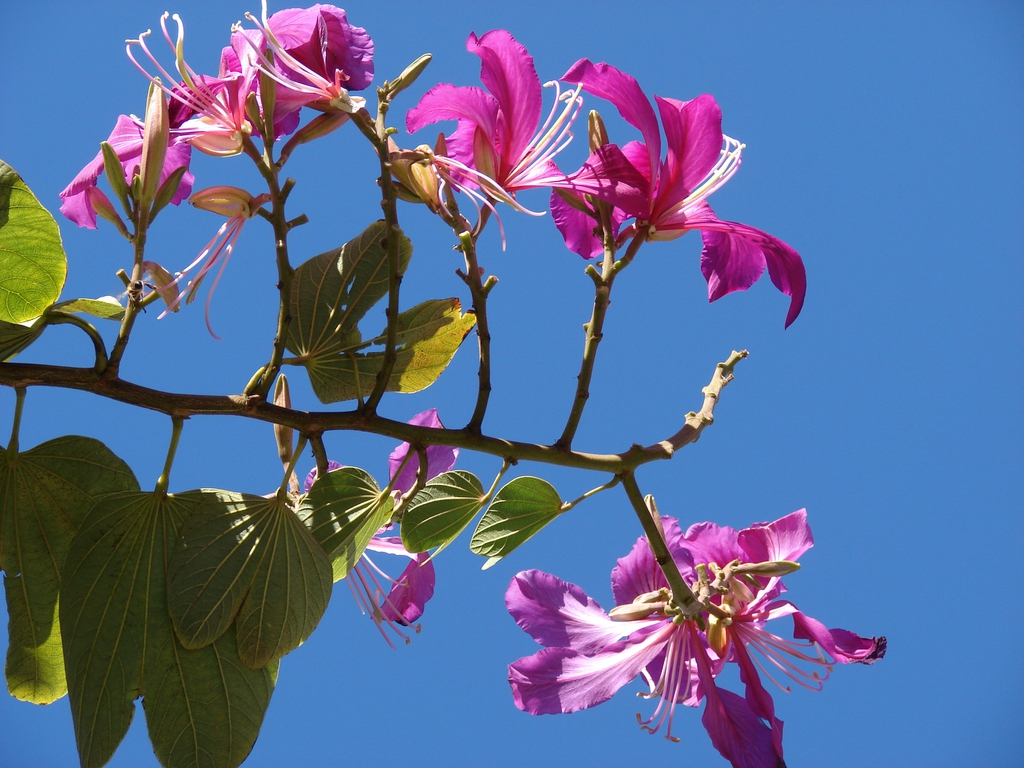 Bauhinia x blakeana