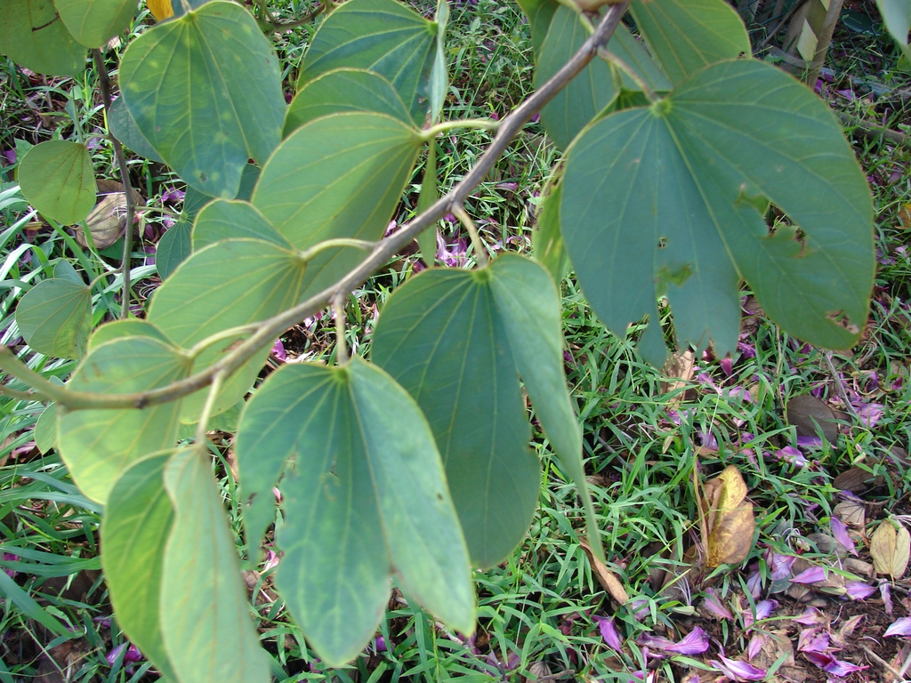 Bauhinia x blakeana leaves
