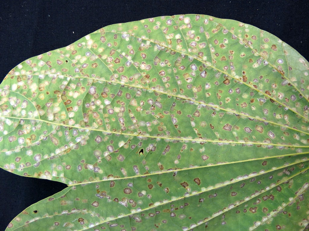 Bauhinia x blakeana and Persea mites