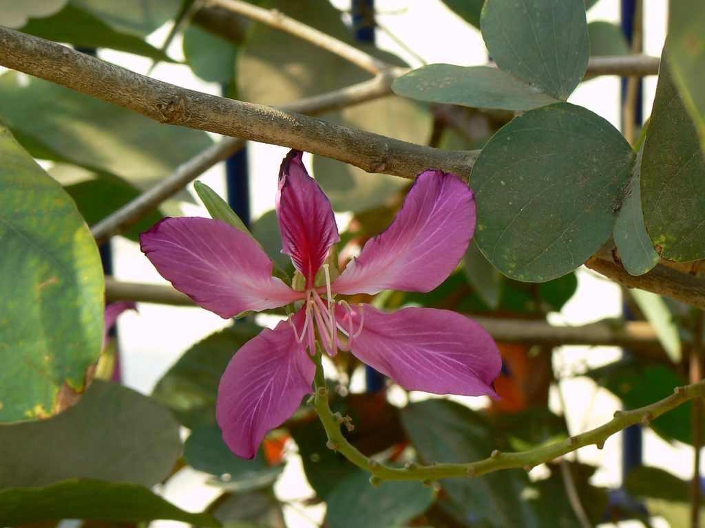 Bauhinia x blakeana