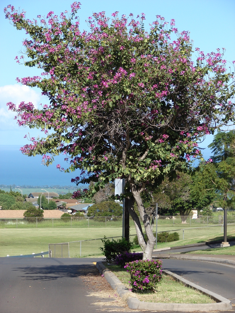 bauhinia x blakeana form