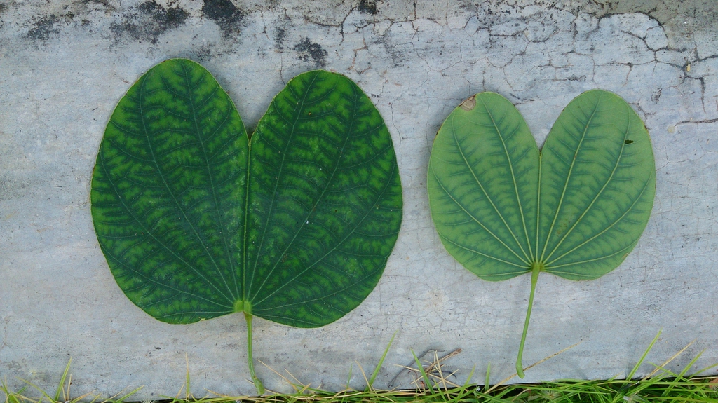 Bauhinia x blakeana leaf