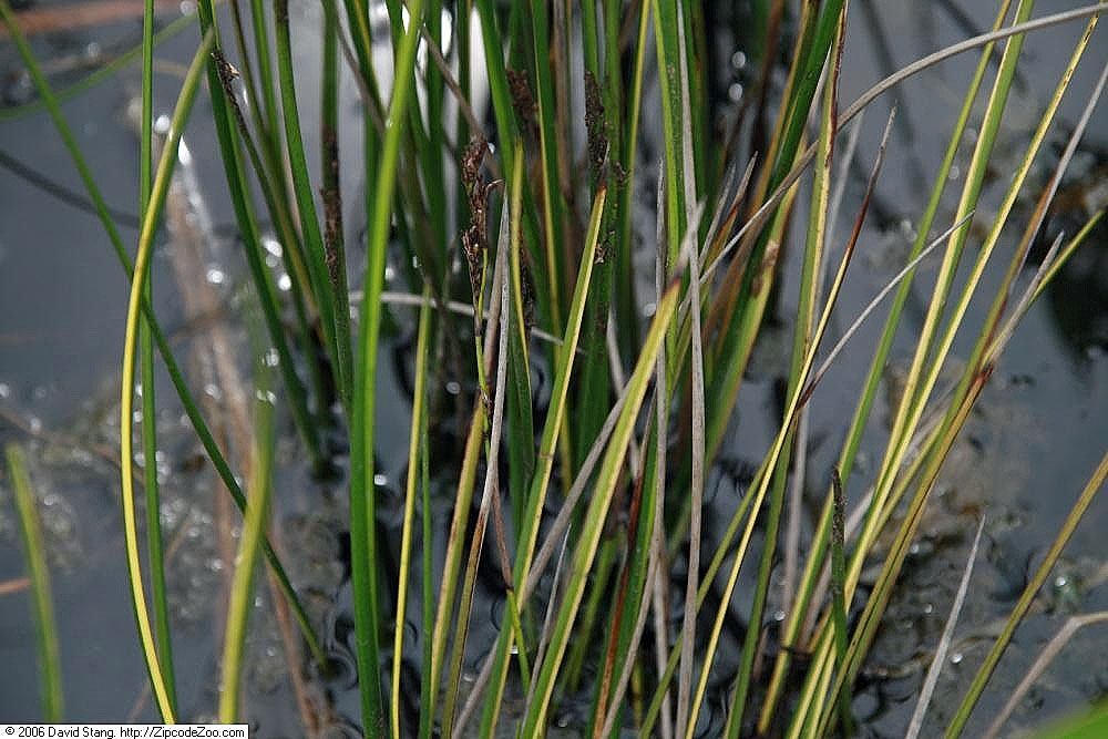 Baumea rubiginosa