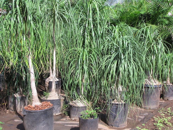 Beaucarnea recurvata