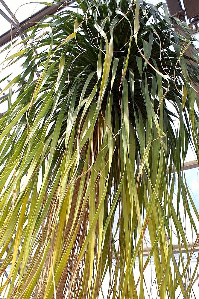 Beaucarnea recurvata