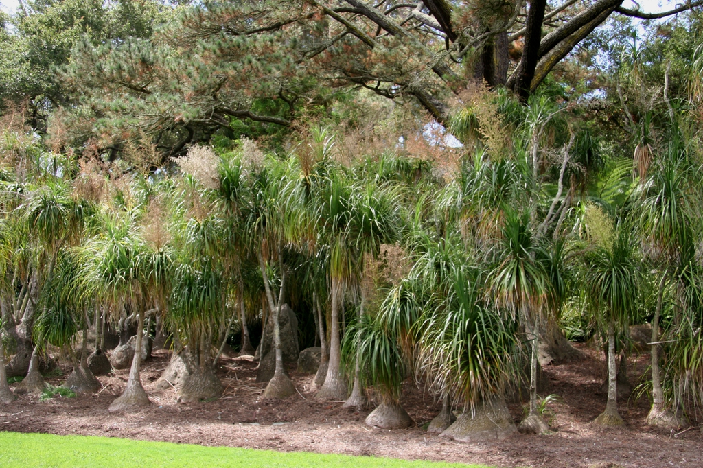 Beaucarnea recurvata