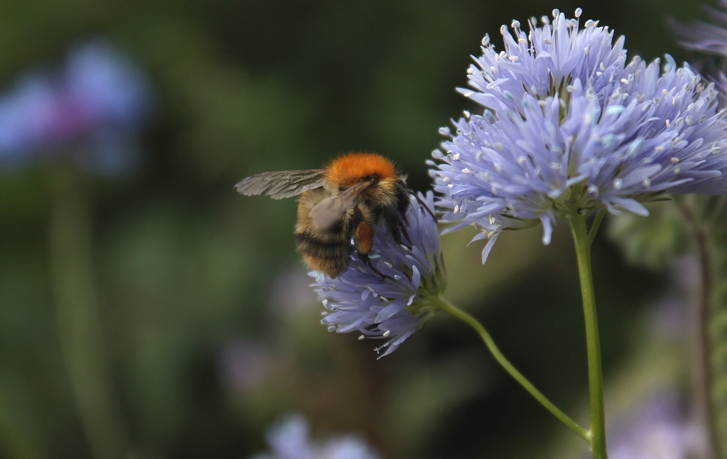Bee on flower