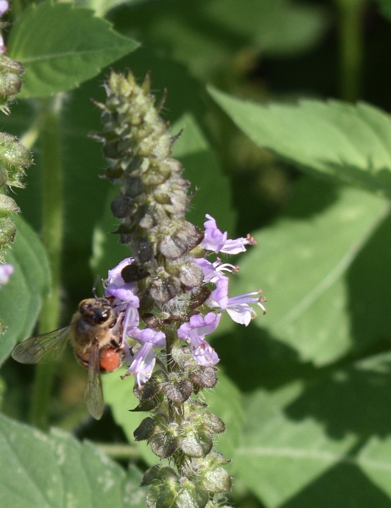 Bee on Flower - Wake Co., NC