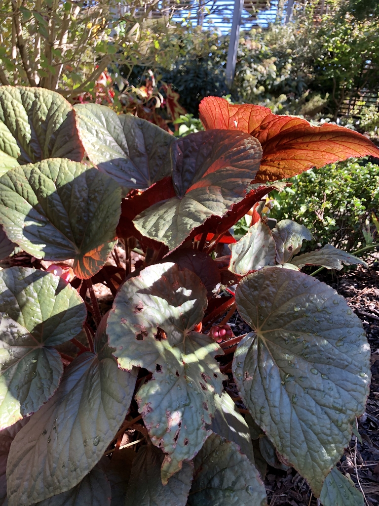 'Cotes de Castillon' Leaves - Nowember - Wake Co., NC