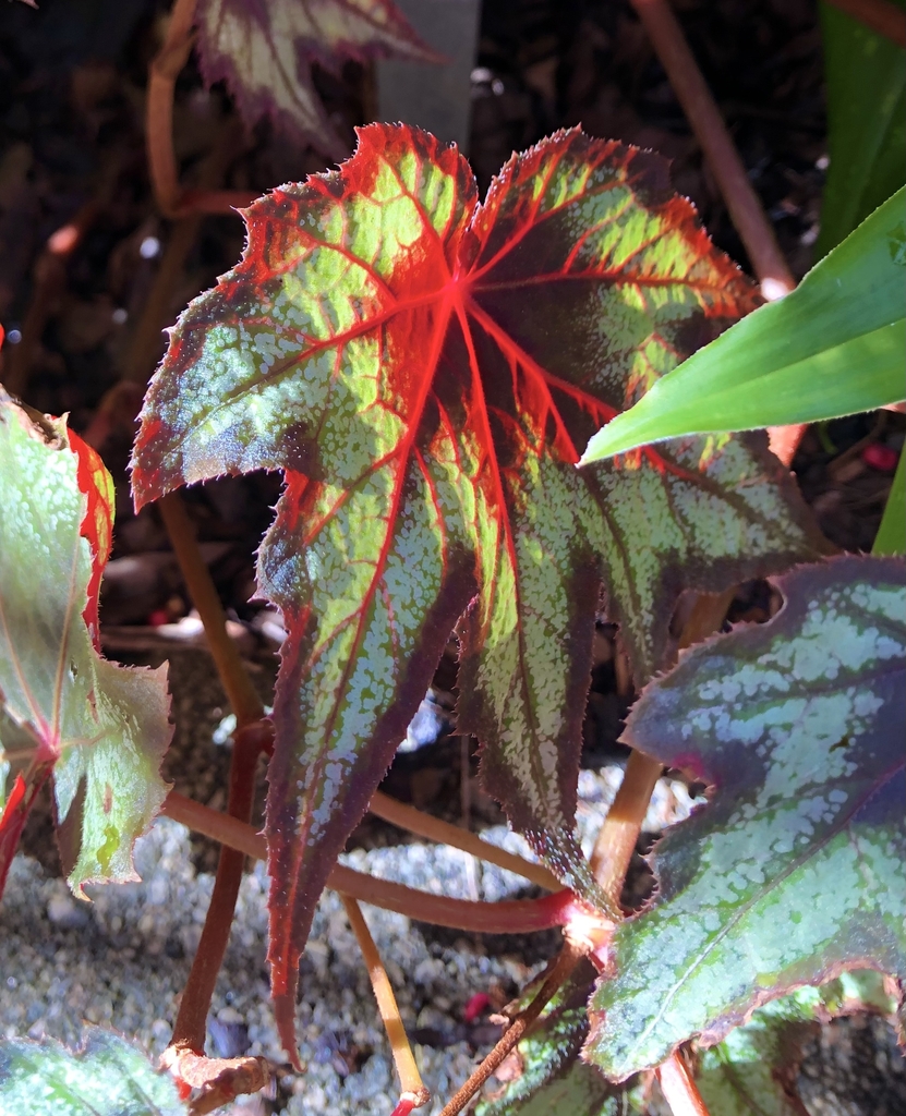 star shaped leaves with red highlights
