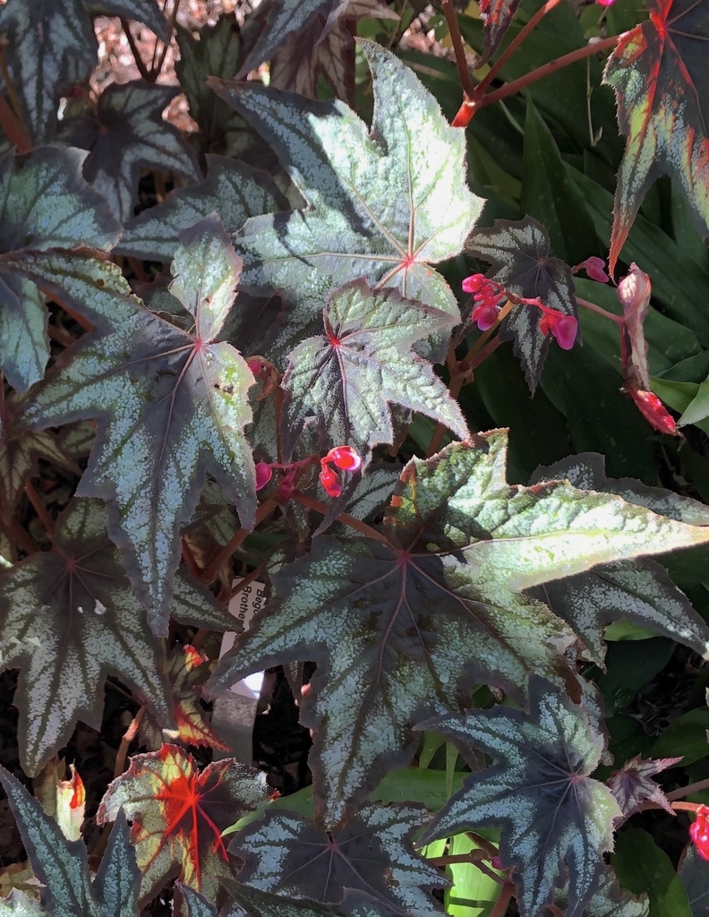 silver and dark green leaves with pink small flowers