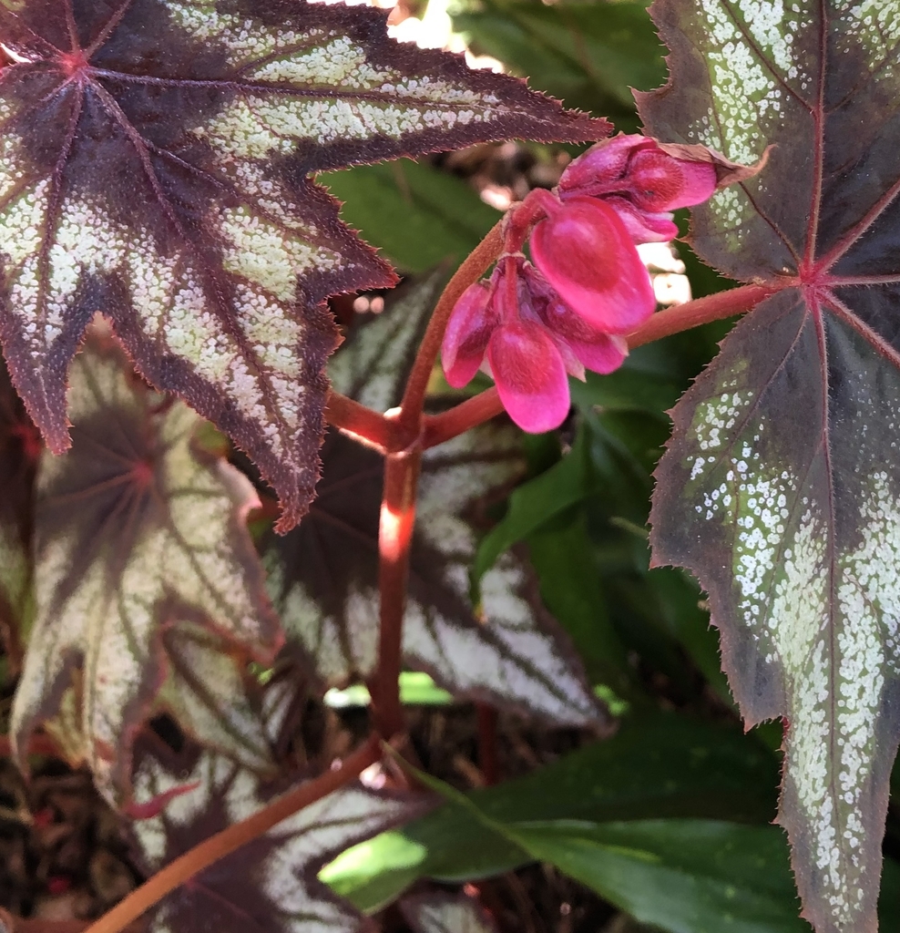 'Little Brother Montgomery' Flower - Wake Co., NC