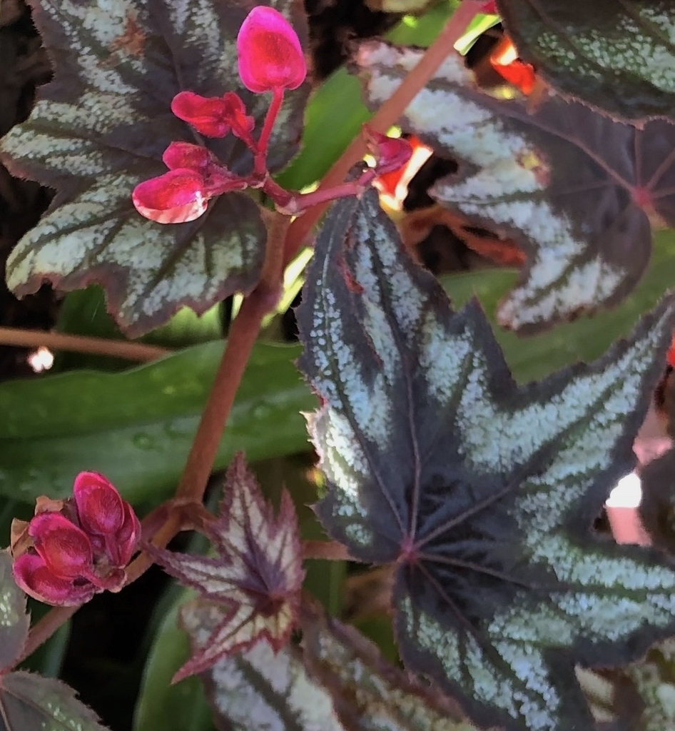 silver and dark brown with red highlights in leaves. pink flower