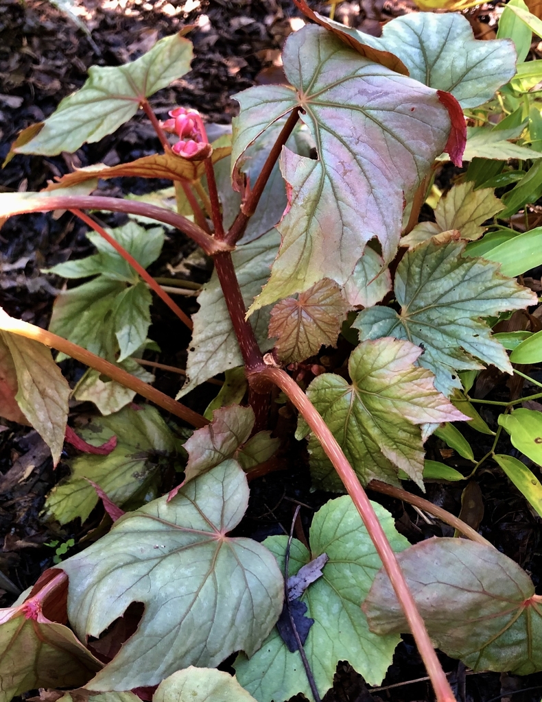 'Pewterware' Flowers - November - Wake Co., NC
