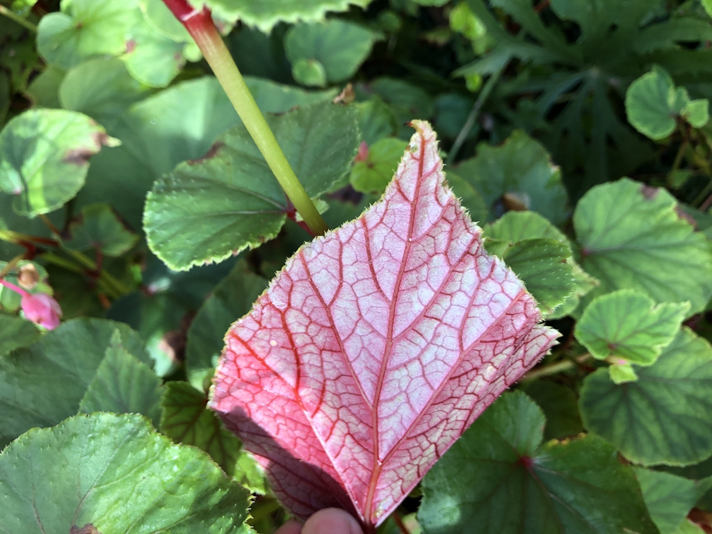 Begonia grandis