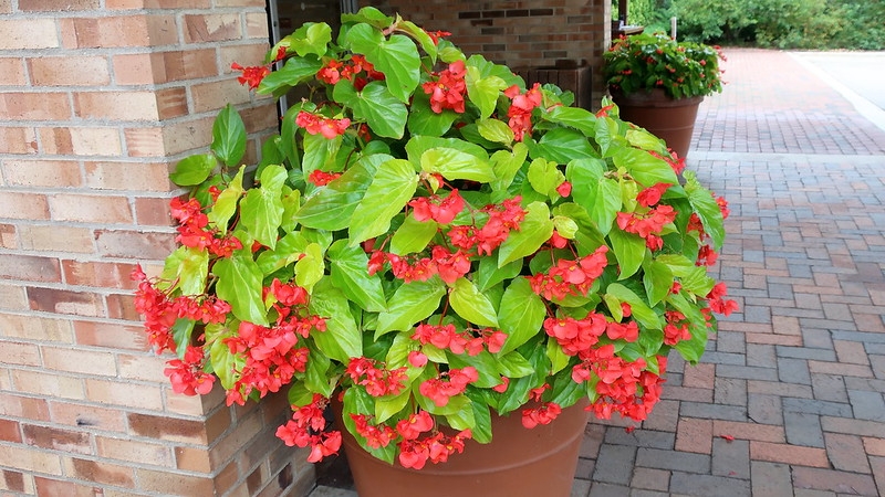 Potted plant with chartreuse leaves and red flowers.