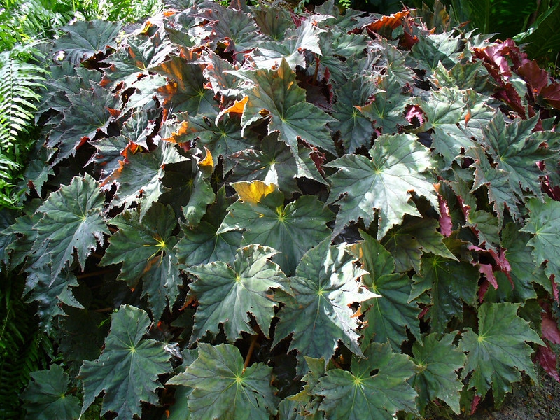 Potted plant with palmately lobed leaves.